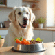 Chien blanc retriever dans une cuisine moderne regardant un bol de légumes