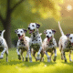 Groupe de chiens dalmatien jouant dans un parc ensoleille
