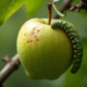 Pomme verte abîmée avec chenille sur la branche